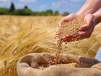 آغاز خرید تضمینی گندم در گلستان از امروز (سه شنبه)