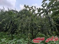 ادامه مطلب...