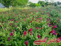 ادامه مطلب...
