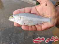 ادامه مطلب...