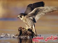 ادامه مطلب...