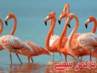 ادامه مطلب...