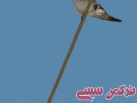 ادامه مطلب...