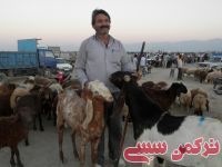 ادامه مطلب...