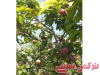 ادامه مطلب...