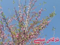 ادامه مطلب...